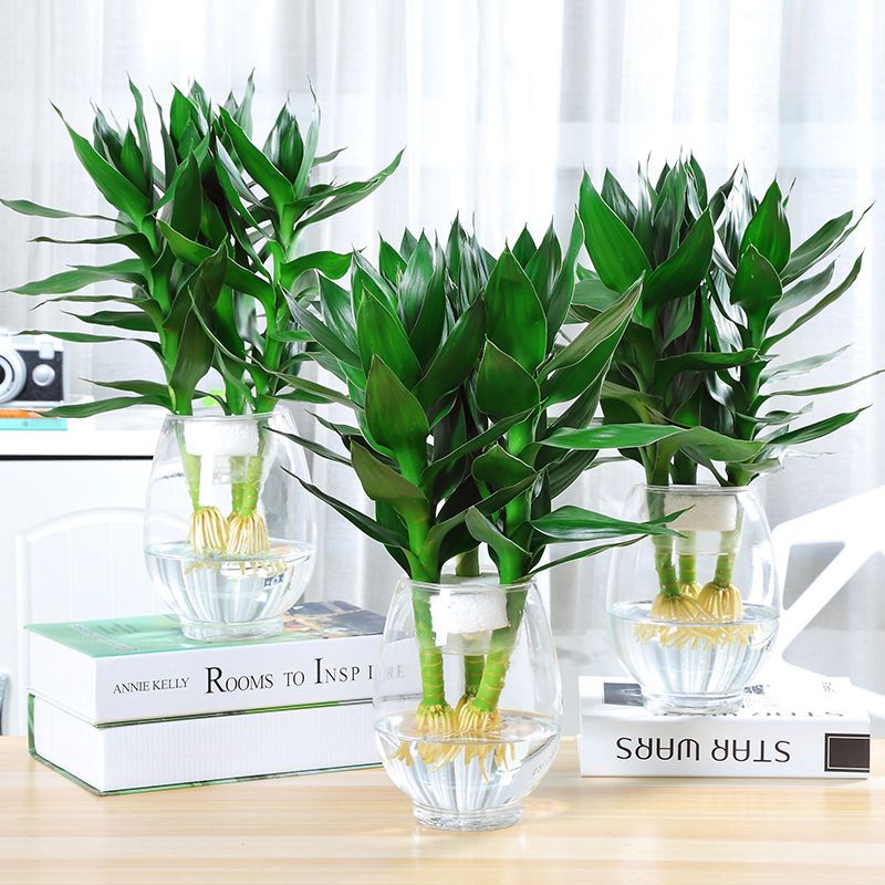 盆栽花卉怎么养好根 80784973-2c2a-4de9-b0b6-4c8f55bf2d10.jpg