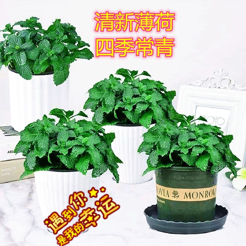 93cecd2e-0a27-4a12-ae07-9b4293bbf122.jpg