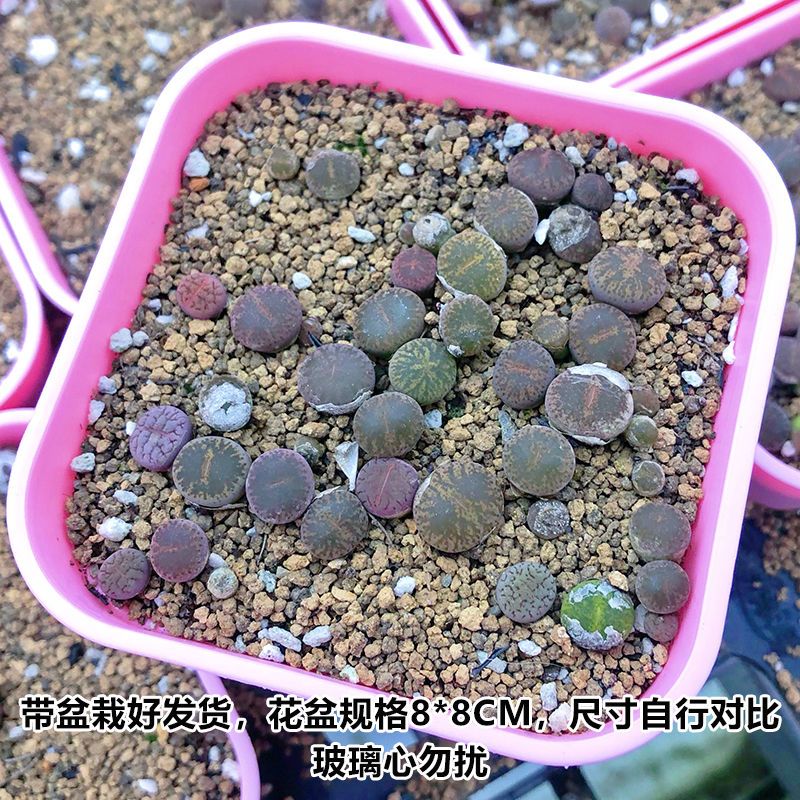 多沫园艺生石花石头话屁屁花番杏科多肉植物pp绿植盆栽 虎窝拼