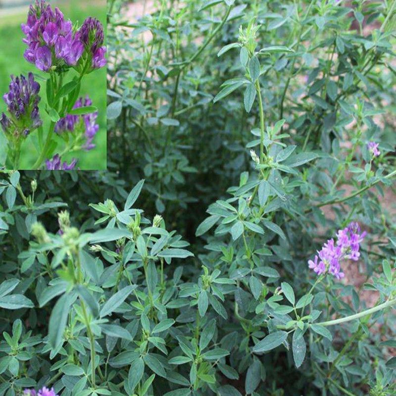 紫花苜蓿种子多年生四季牧草养金蝉奶草苜蓿草种子鸡鸭鹅牛羊种籽 虎窝拼