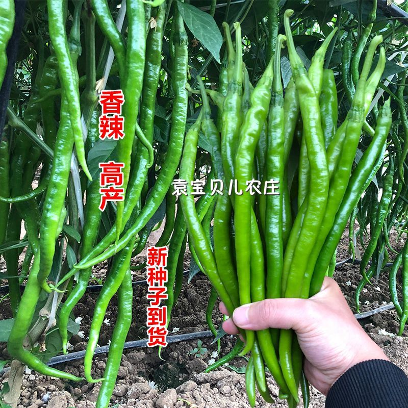 04c40786-15cf-4ae3-9ec2-45c9c4af4f6b.jpg