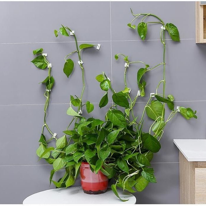 绿植爬墙固定器绿箩挂钩固定座无痕粘钩藤蔓固定免钉贴墙自粘挂钩