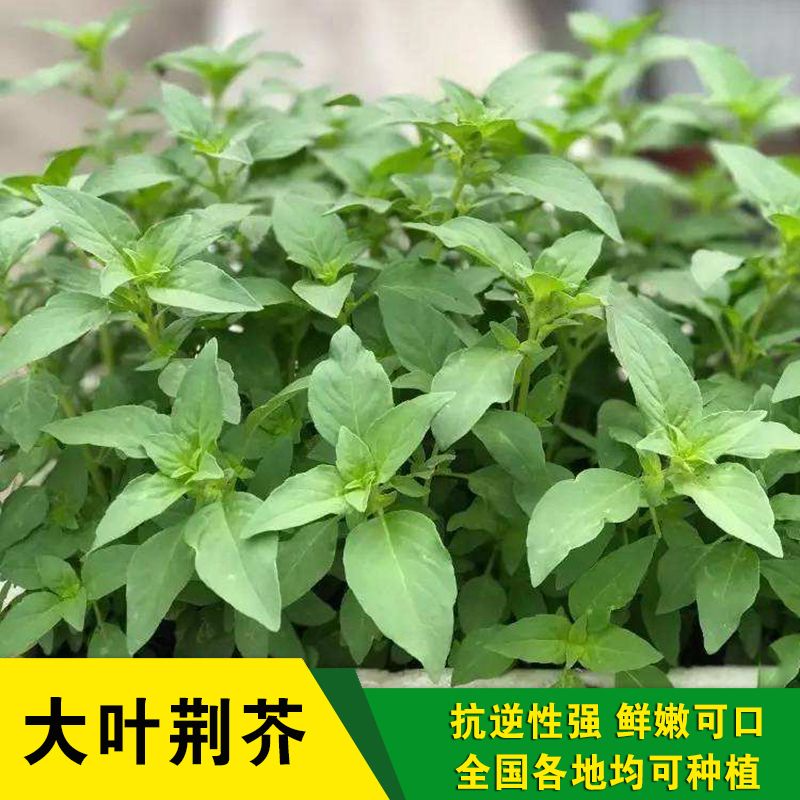 河南大叶荆芥菜种子香草罗勒青菜春夏秋冬四季阳台盆栽蔬菜种孑籽