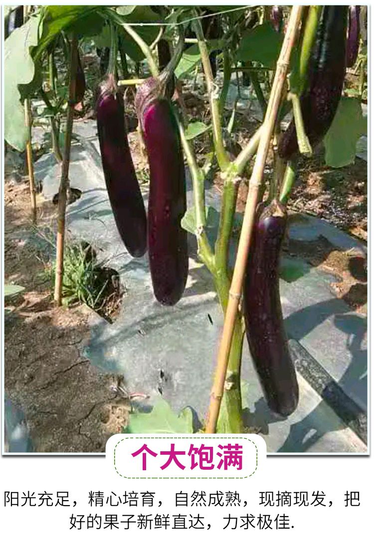 云南新鲜大长红茄子3斤5斤10斤露天种植当天现摘蔬菜批发包邮圆