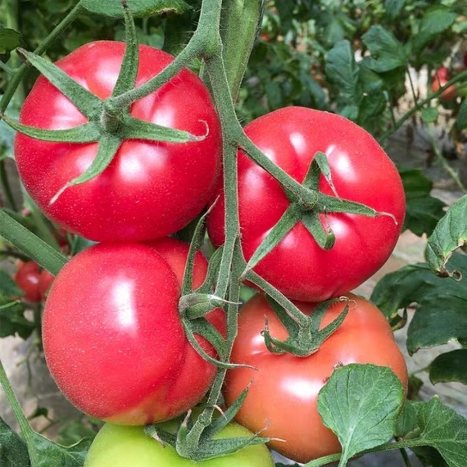 山东普罗旺斯生吃西红柿新鲜沙瓤自然熟水果番茄粉柿子358斤装gg