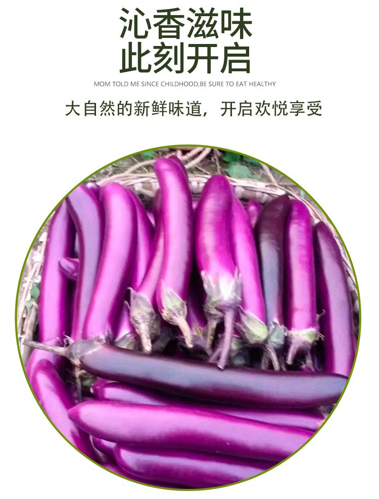 云南新鲜大长红茄子3斤5斤10斤露天种植当天现摘蔬菜批发包邮圆