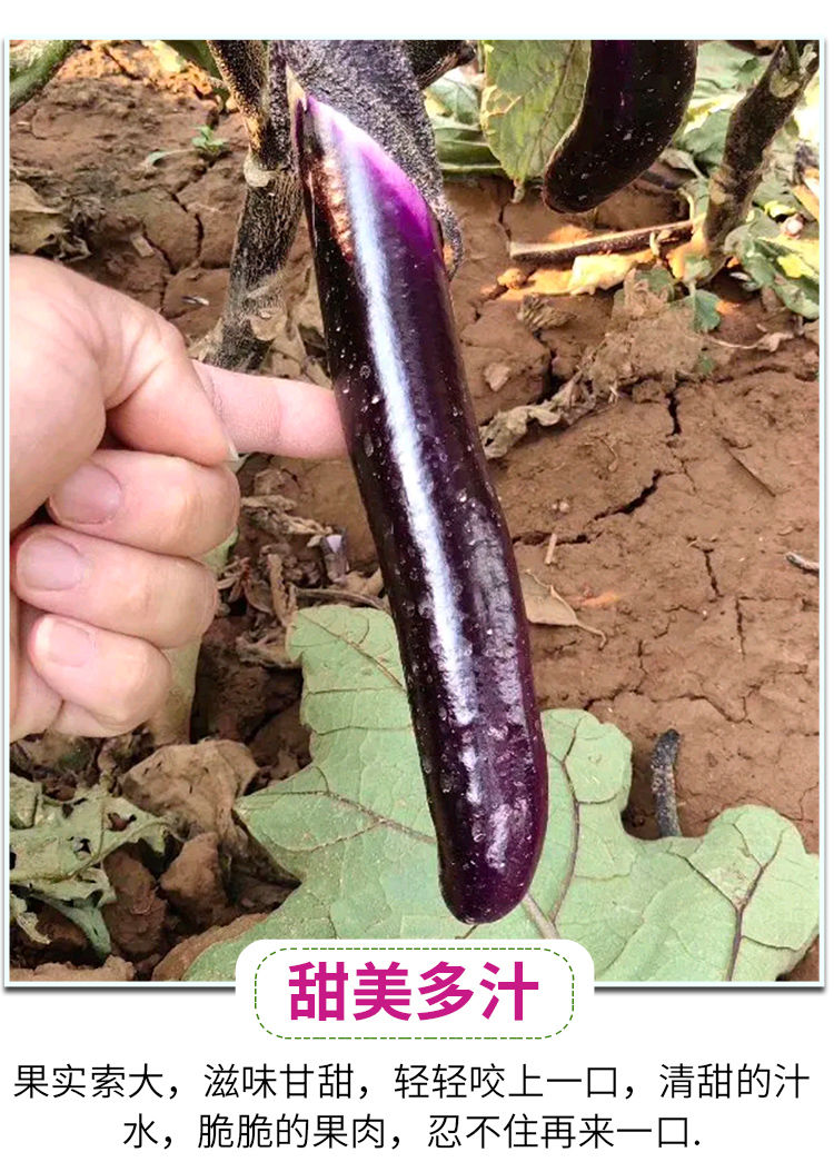 云南新鲜大长红茄子3斤5斤10斤露天种植当天现摘蔬菜批发包邮圆