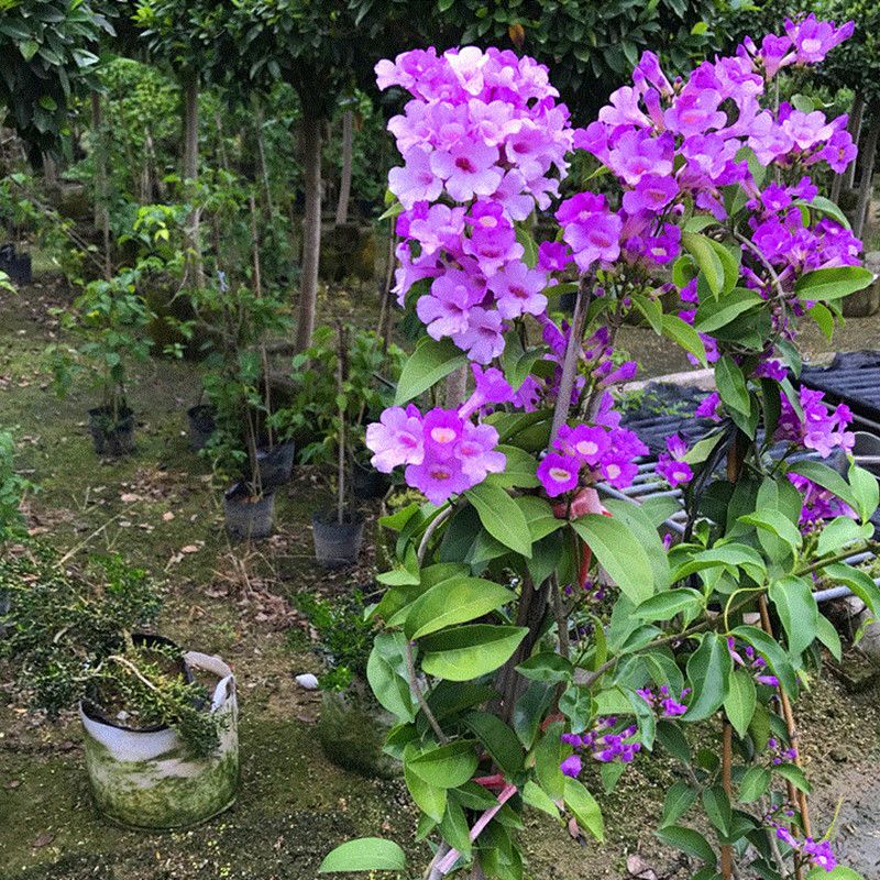 蒜香藤秋冬开花攀爬植物紫铃藤奇特藤本花多庭院阳台盆栽耐寒防蚊 虎窝拼