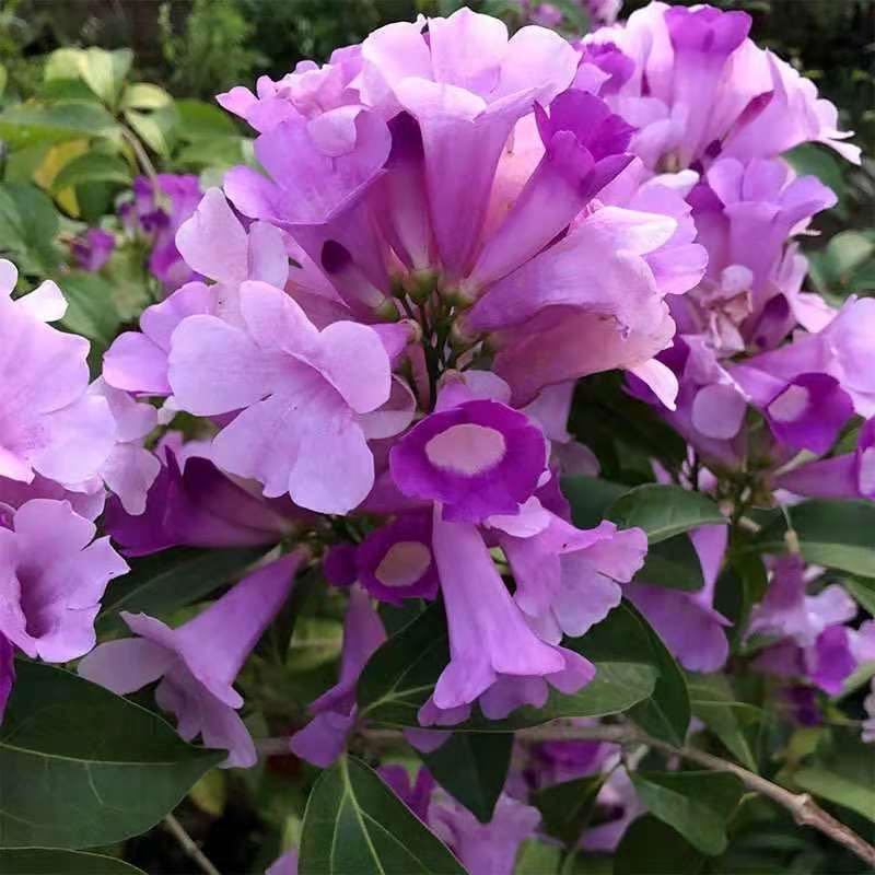 蒜香藤秋冬开花攀爬植物紫铃藤奇特藤本花多庭院阳台盆栽耐寒防蚊 虎窝拼