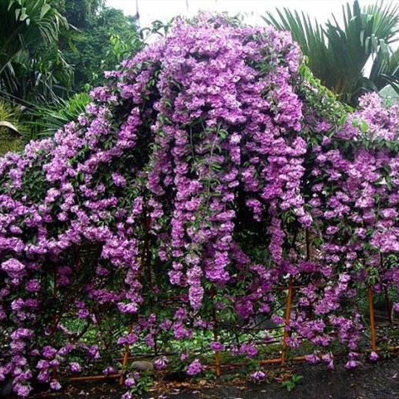 蒜香藤秋冬开花攀爬植物紫铃藤奇特藤本花多庭院阳台盆栽耐寒防蚊 虎窝拼