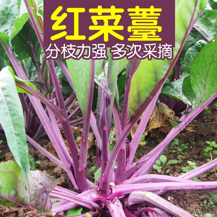 红菜苔种孑红菜苔种籽特嫩红菜心种子蔬菜种子四季播种红菜苔种子