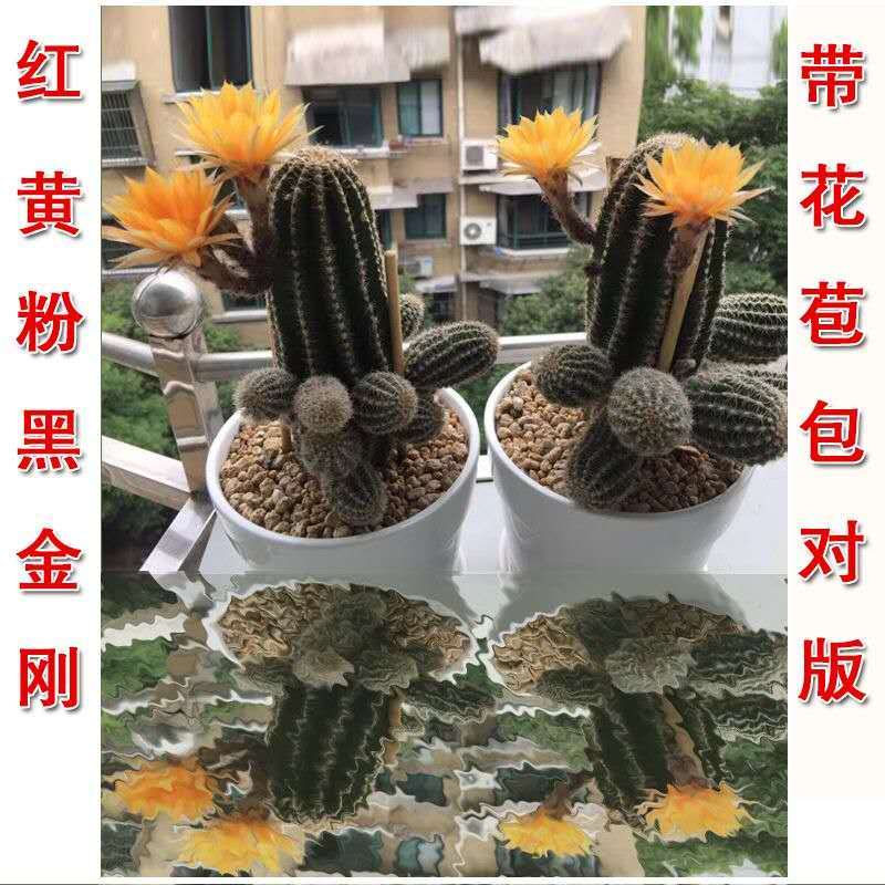 精品黑金刚仙人球黄花粉花红花爱开花开大花品种非常好养颜色对版