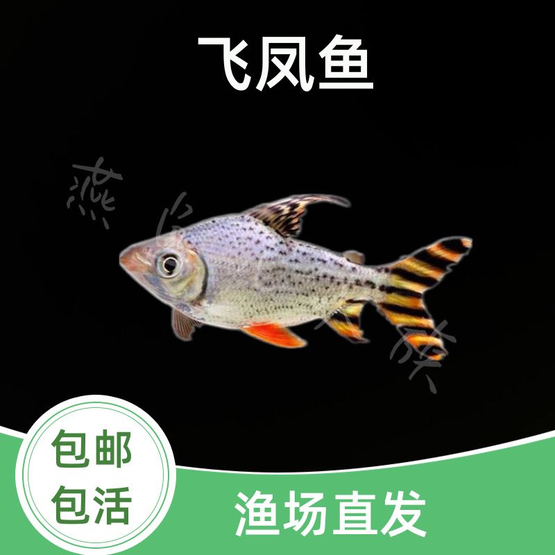 飞凤鱼观赏鱼直纹花纹全直飞凤清洁高档龙鱼配鱼吃垃圾鱼凤鱼活体【3