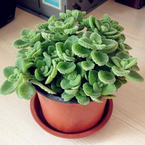 驱蚊用什么植物 a4a1adbc-dede-4eae-be87-153575688d55.jpg