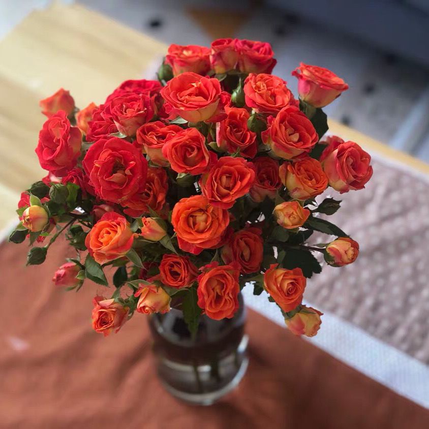 怎么养多头玫瑰花 b7446c46-9e2f-4b1f-9f32-3b2f9dfe64c0.jpeg