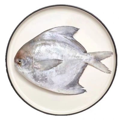 (8两-1斤)大号白鲳鱼斗鲳鱼平鲳鱼银鲳鱼野生鲳鱼海鲜鲜活水产