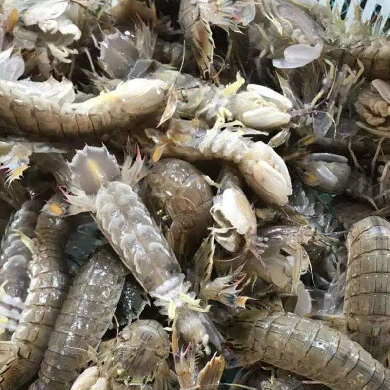 包肥特大鲜活蒸熟皮皮虾濑尿虾琵琶虾新鲜鲜活虾爬子活虾虾婆海鲜