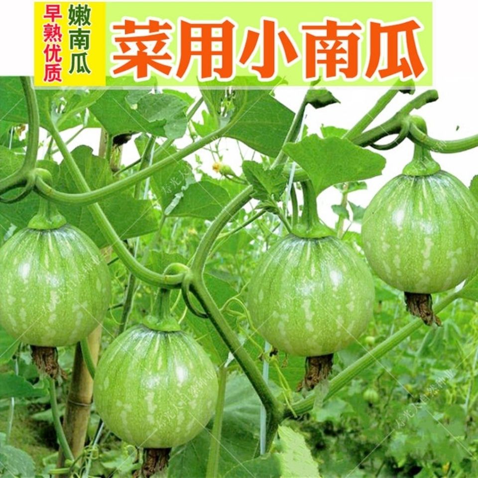 一串铃嫩南瓜种子菜用小南瓜青瓜西葫芦早熟春夏秋季大田蔬菜种孑