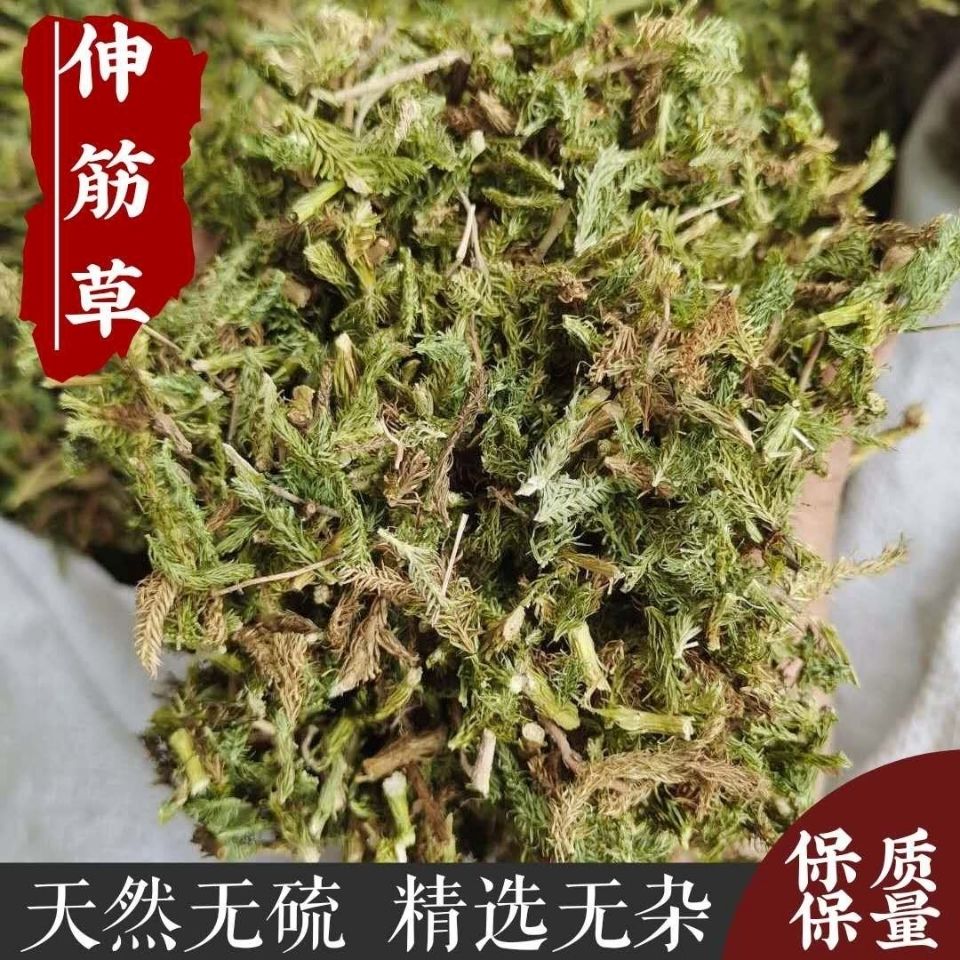 野生伸筋草正品舒筋草中药材泡脚一斤包邮伸筋草粉另售远志益智仁