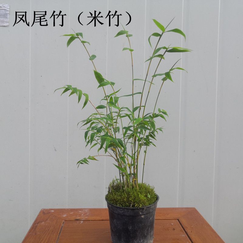 日本姬翠竹米竹澳洲风竹花卉室内小植物办公室盆栽四季常青绿植 虎窝拼