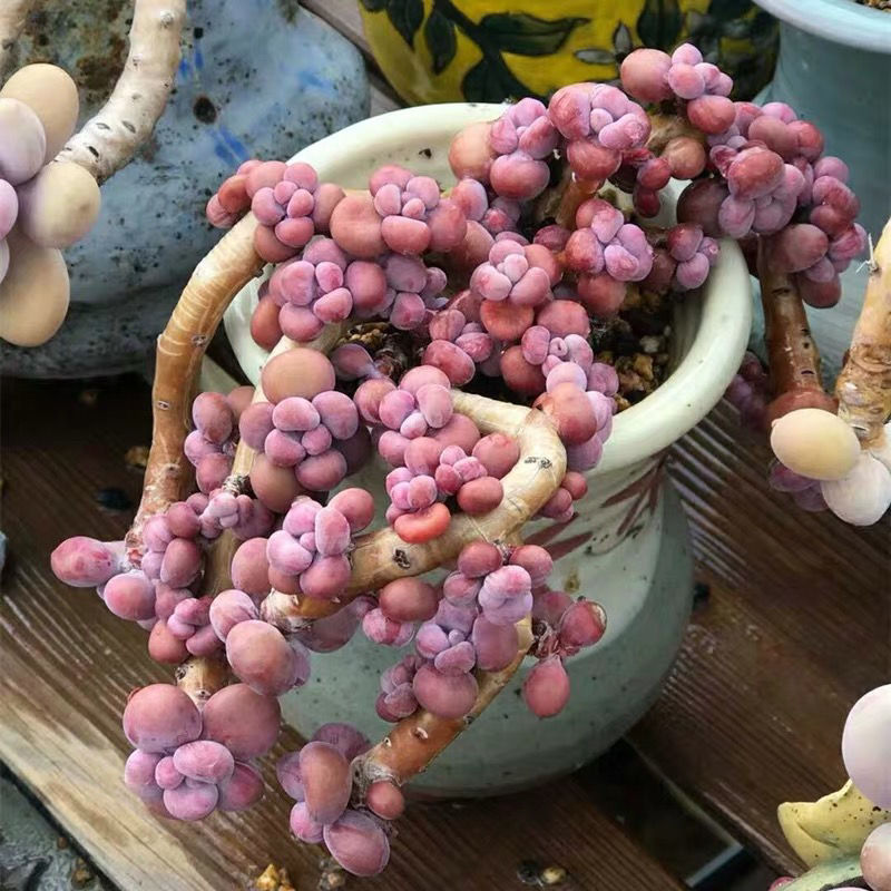 多肉植物桃蛋老桩群生桃之卵腰子桃蛋群生老桩桃蛋叶片可一物一拍