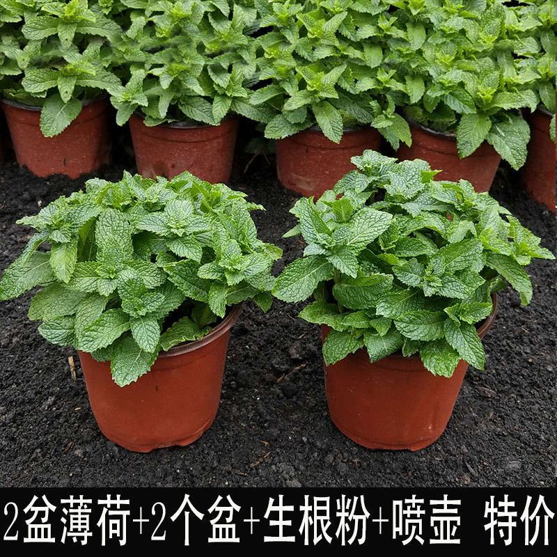 17898d11-24a9-4539-a695-5228f4ae6cdf.jpg