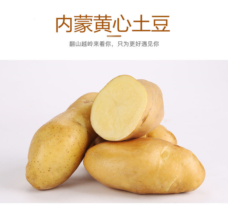 【怎么都好吃】精选新鲜土豆5/10斤包邮现挖马铃薯黄心土豆洋芋时令蔬菜新鲜L