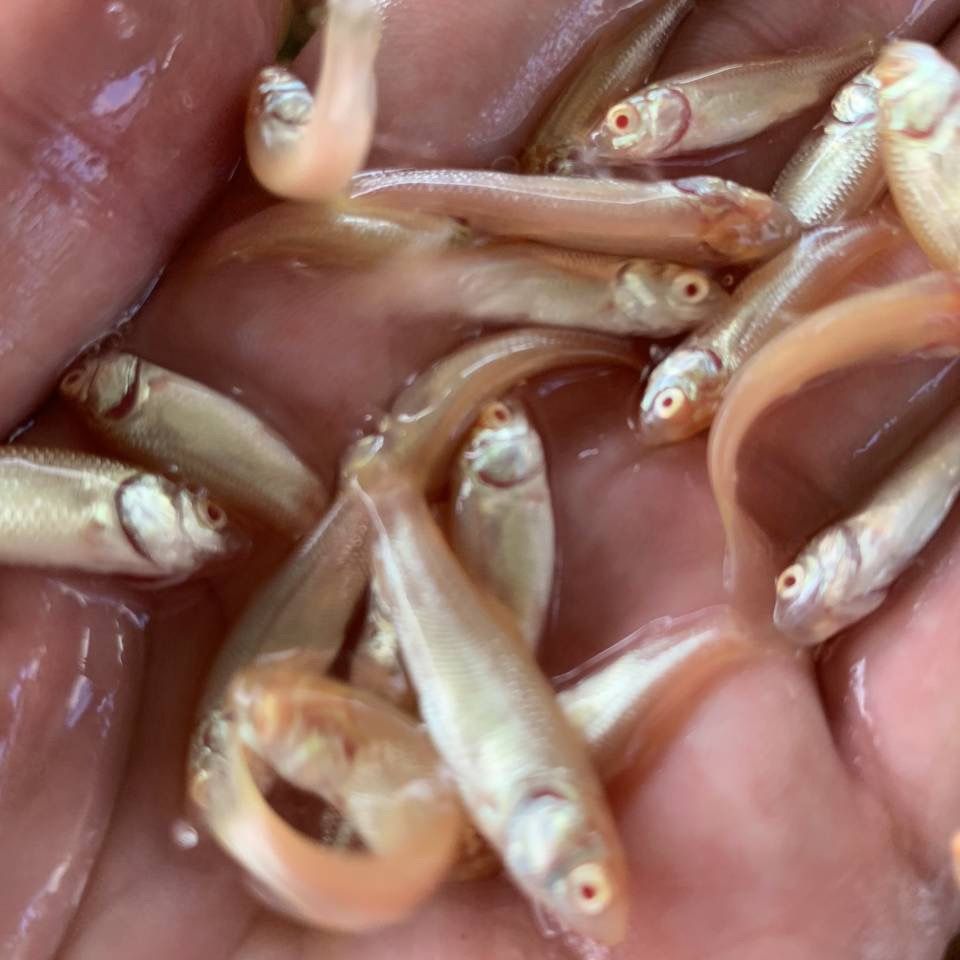 赤目金丝鲩红眼黄金鲩赤目黄金鲩黄金草鱼冷水观赏鱼 虎窝拼