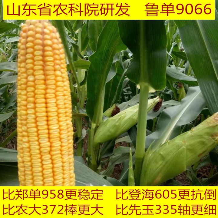 玉米种子白轴大棒耐涝抗旱抗倒高产稳产鲁单9066适应南方北方种植