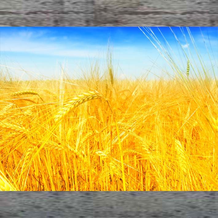 丰收图秋收图小麦地麦田小麦金色田野田园风光海报画餐厅装饰画34