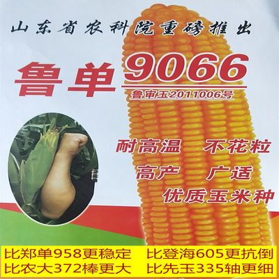 玉米种子白轴大棒耐涝抗旱抗倒高产稳产鲁单9066适应南方北方种植
