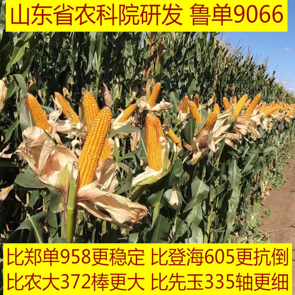 玉米种子白轴大棒耐涝抗旱抗倒高产稳产鲁单9066适应南方北方种植