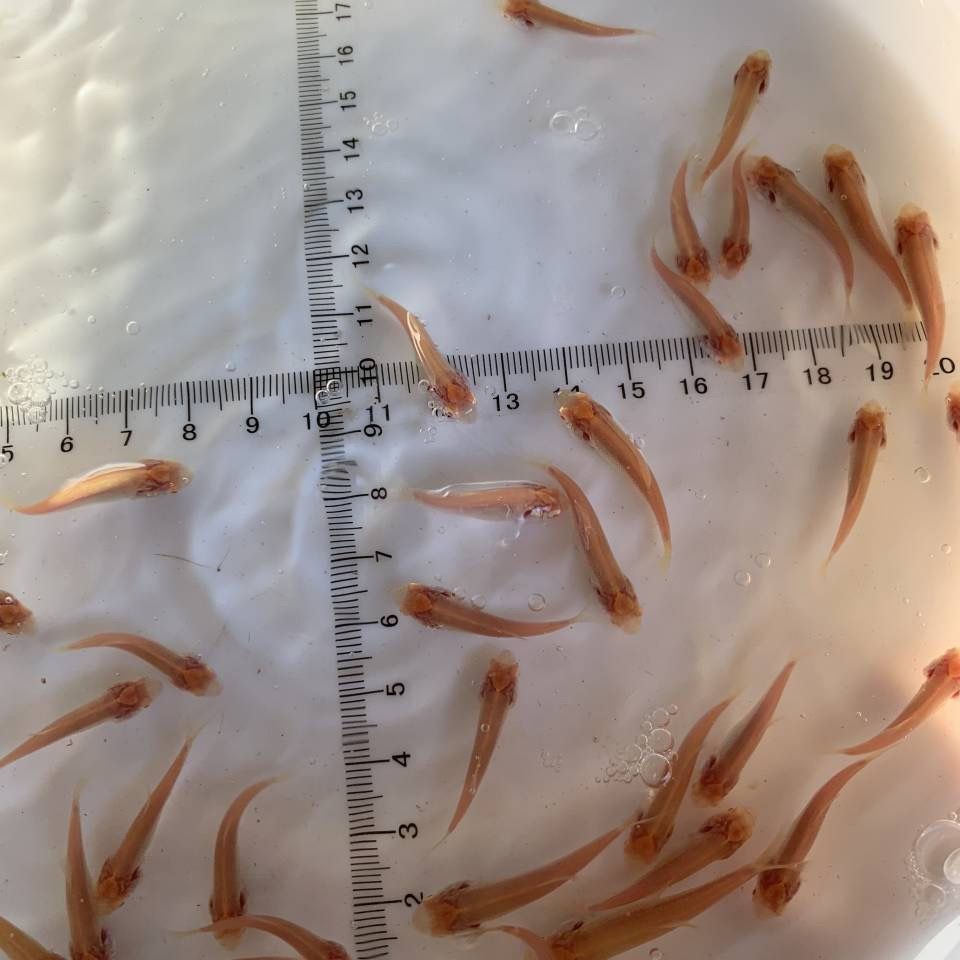 赤目金丝鲩红眼黄金鲩赤目黄金鲩黄金草鱼冷水观赏鱼 虎窝拼