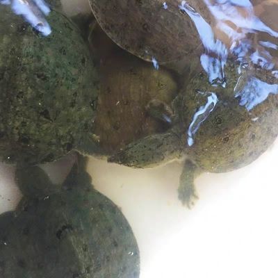 10016/3两—5两外塘甲鱼苗中华鳖苗水鱼苗团鱼脚鱼王八海鲜熟食水产海鲜