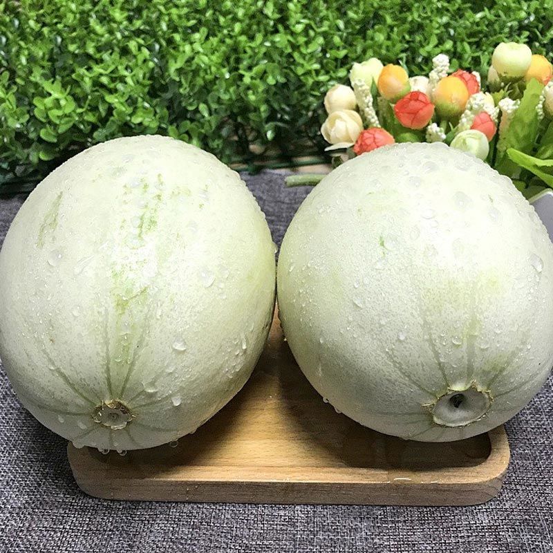 上海南汇玉菇甜瓜香甜可口软糯非哈密瓜羊角蜜瓜冰淇淋甜瓜