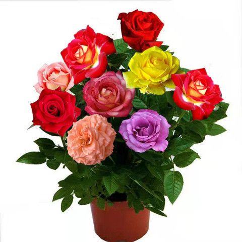 盆栽花卉室内玫瑰 302c1ac2-1792-4695-91ff-6b59f1bea9dc.jpg