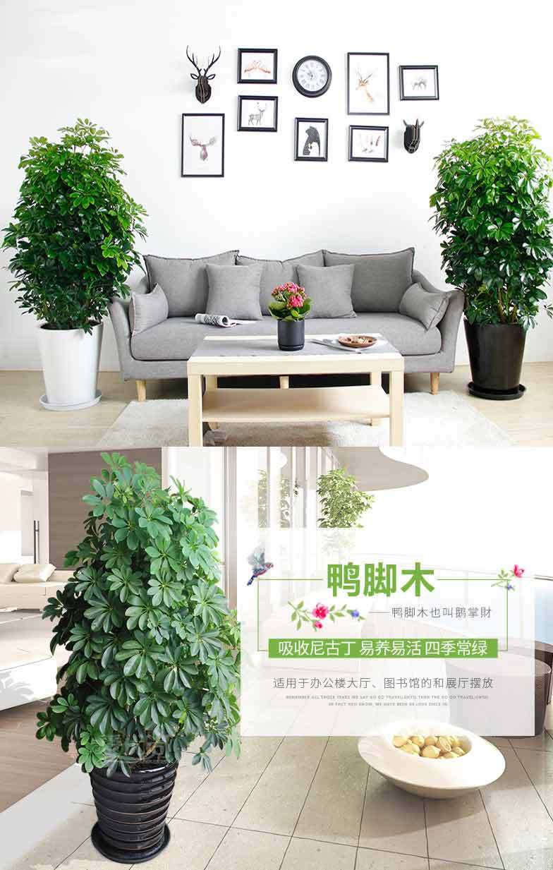 室内绿植推荐客厅大型绿植 7459d4f8-4f1d-4598-8f3d-9bb97a051e82.jpeg