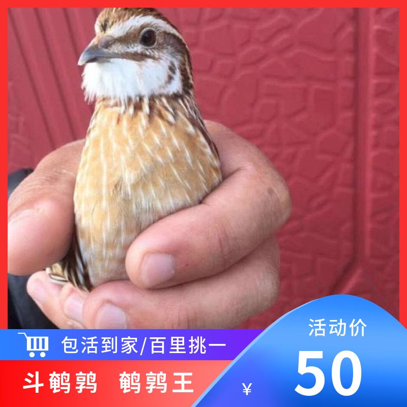 斗架鹌鹑宠物派活物斗鹌鹑手把鸟红胡子宠物鸟鹌鹑