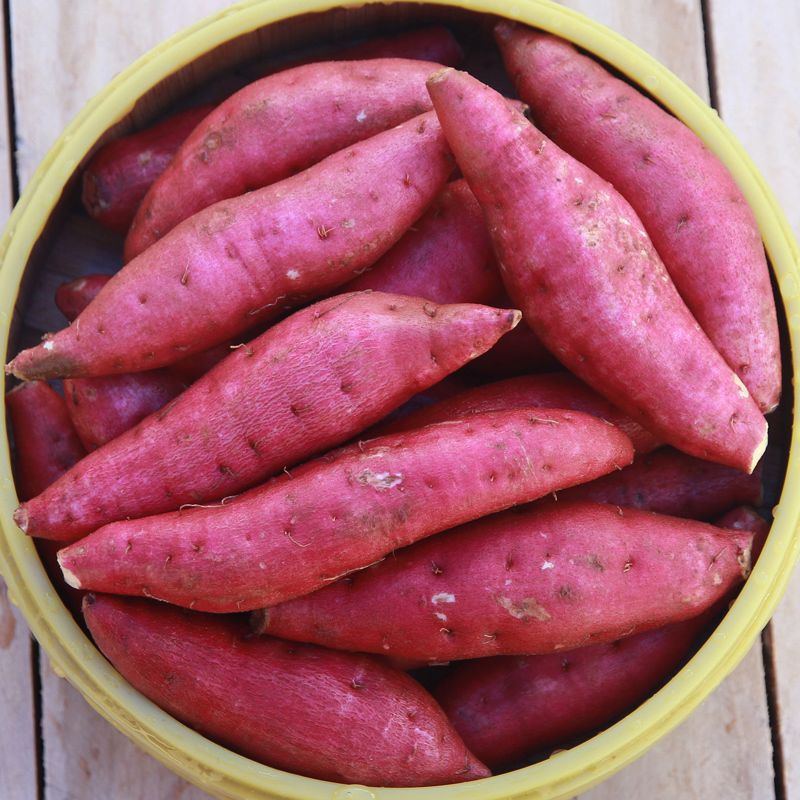 【精选中果】新鲜临安天目山小香薯红薯现挖黄心板栗番薯地瓜山芋