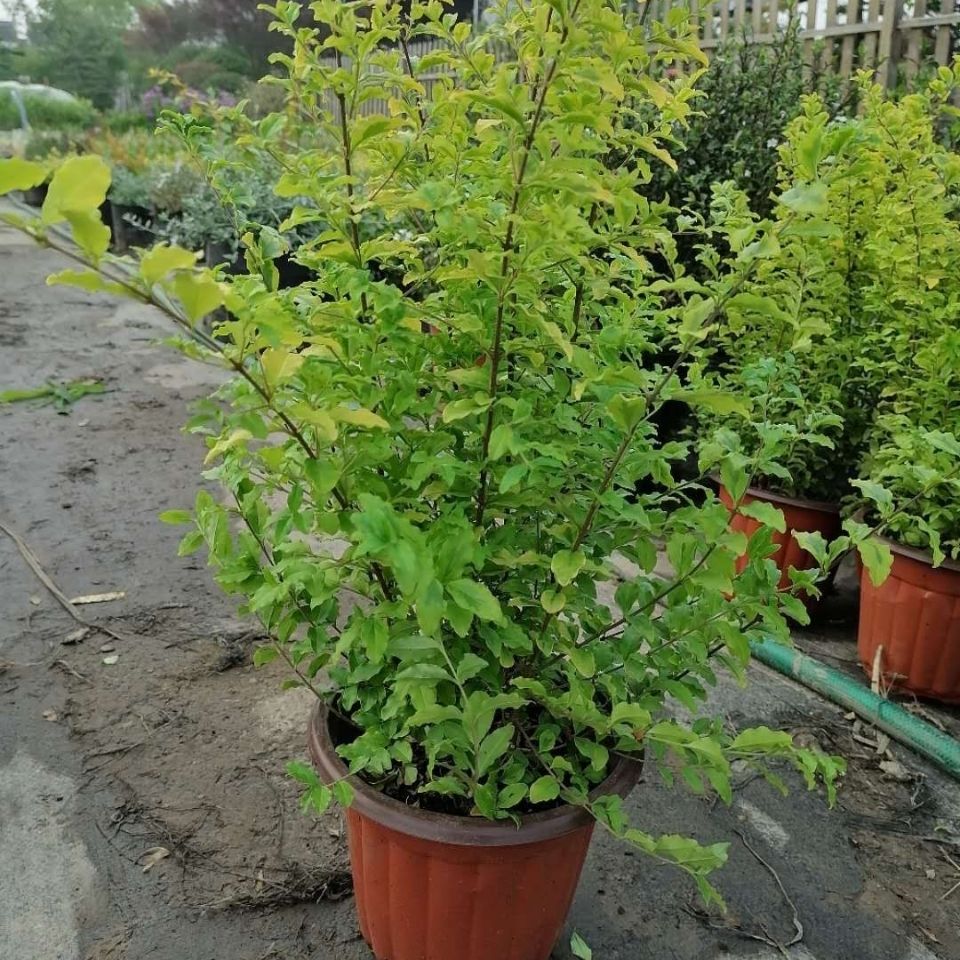 庭院绿化植物黄叶女贞苗金叶女贞苗绿化苗木金叶女贞 虎窝拼