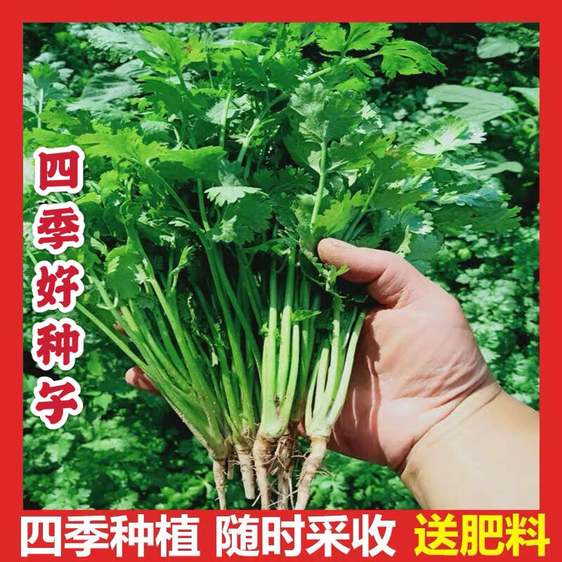 四季香菜种子/大叶芫荽阳台种菜食用蔬菜盆栽种籽孑大菜籽蔬莱