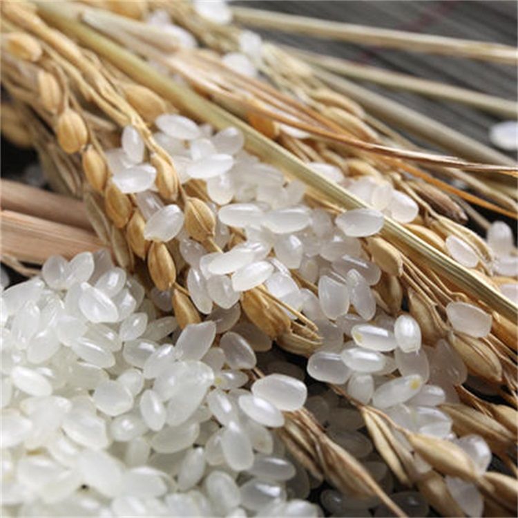 【音河珍珠米5kg】2019年新米东北大米黑龙江寒地珍珠米圆粒10斤