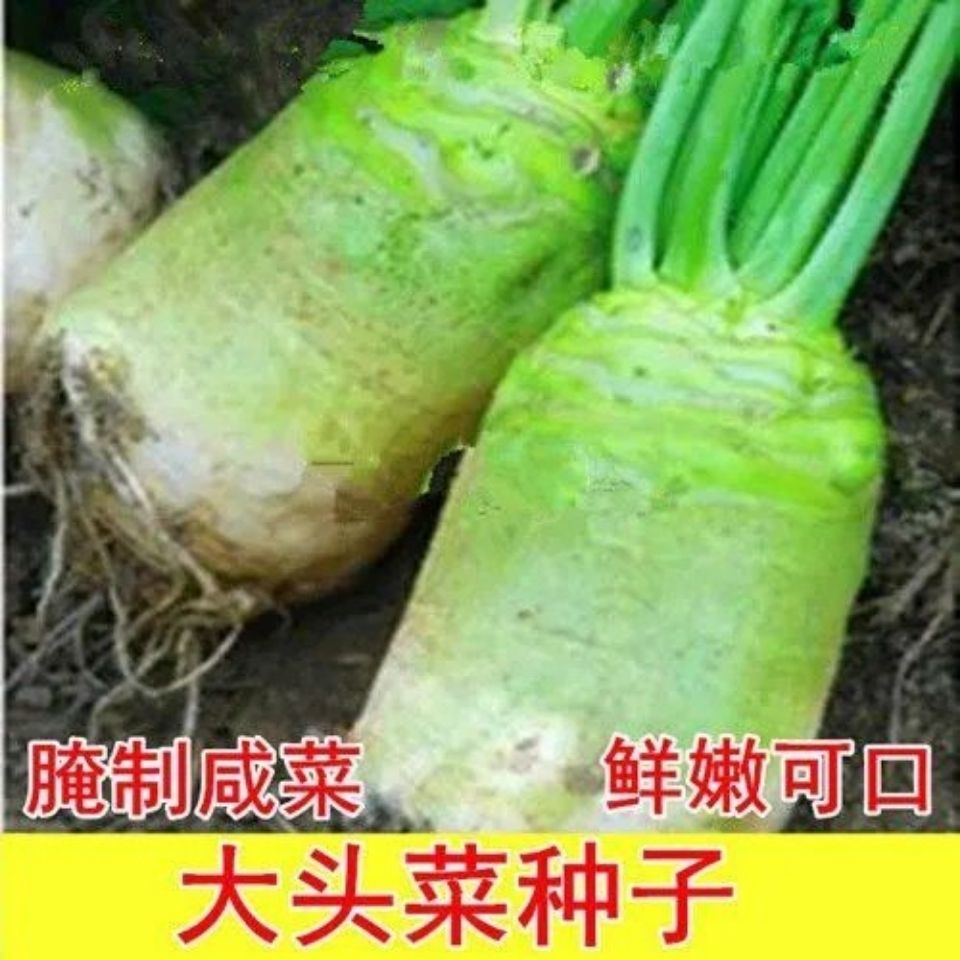 【大头菜种子】四川芥菜 榨菜疙瘩根用芥菜 腌制蔬菜泡菜种子包邮