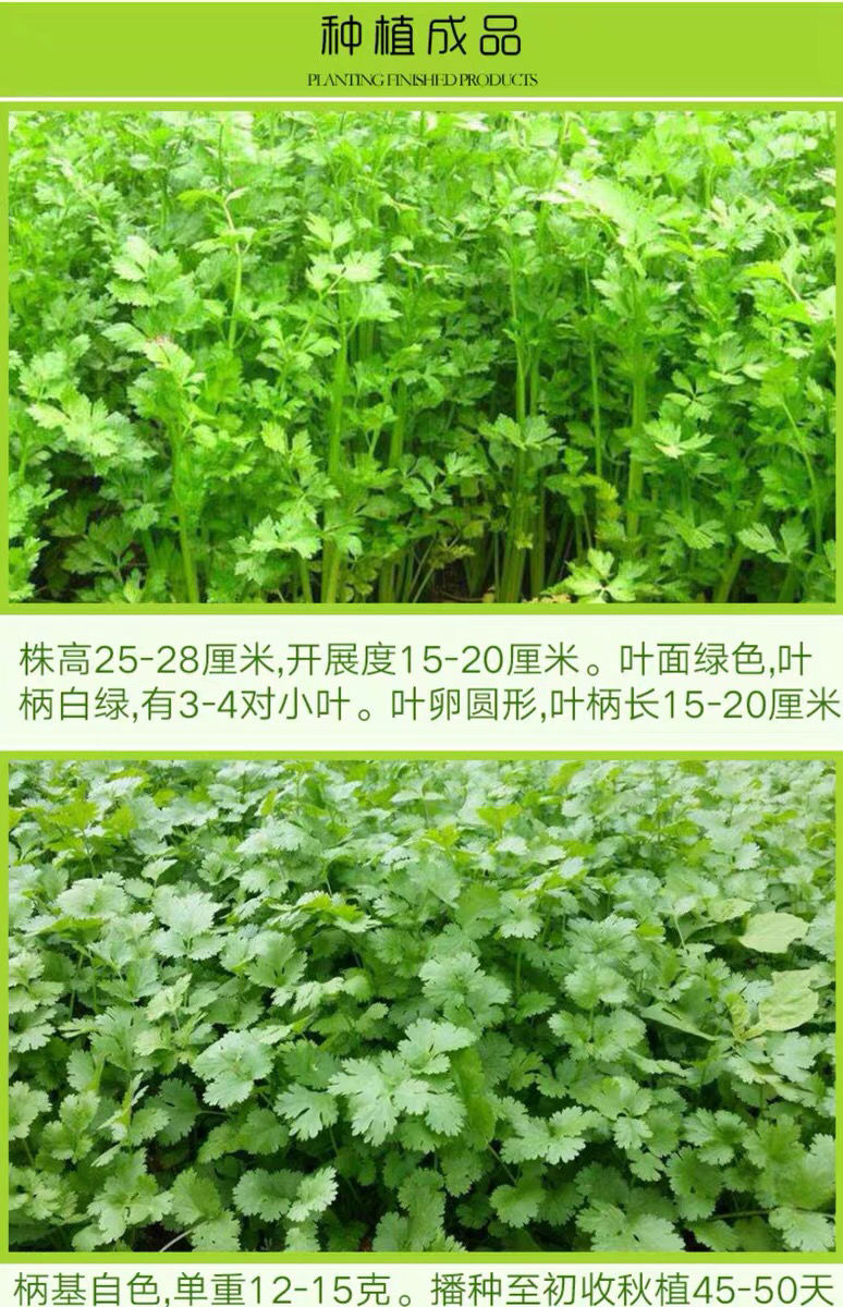 四季香菜种子/大叶芫荽阳台种菜食用蔬菜盆栽种籽孑大菜籽蔬莱