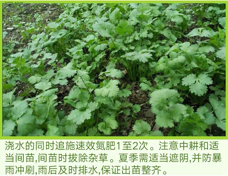 四季香菜种子/大叶芫荽阳台种菜食用蔬菜盆栽种籽孑大菜籽蔬莱