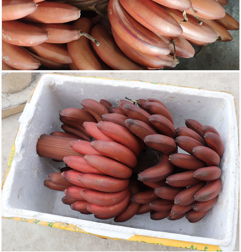 【福建土楼美人蕉5斤精品装】香蕉水果新鲜红皮香蕉批发红色香蕉【大牛美食】