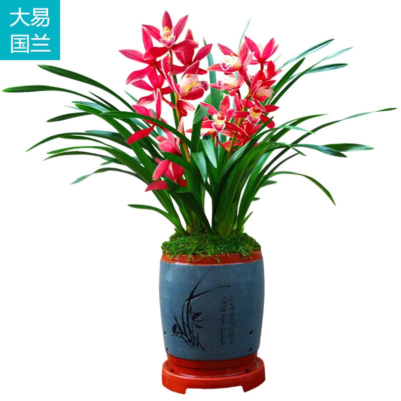 盆栽花卉大全客厅兰花 859ea08dabfb5be52c5cc385c73153da.jpeg