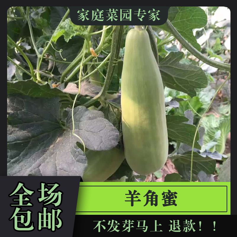 正品羊角蜜瓜酥甜瓜种子种籽苗蔬菜孑秧脆高产四季香瓜春季瓜苗籽