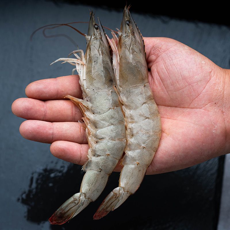 4斤海虾一箱大虾鲜活新鲜海鲜10非青岛大虾5白虾超大冻虾活虾水产