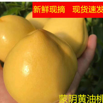 39847/蒙阴黄油桃脆甜黄心油桃当季新鲜水果儿童孕妇黄金油桃甜桃大黄桃